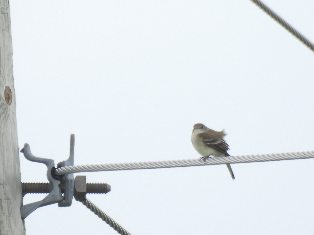 Willow Flycatcher - william gray