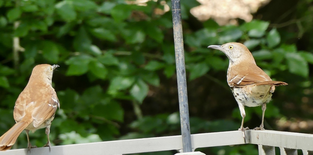 Brown Thrasher - Cindy Sherwood