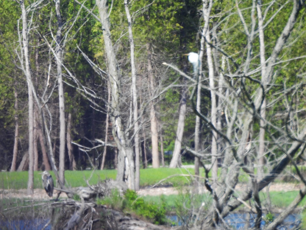 Great Blue Heron - Sue Ascher