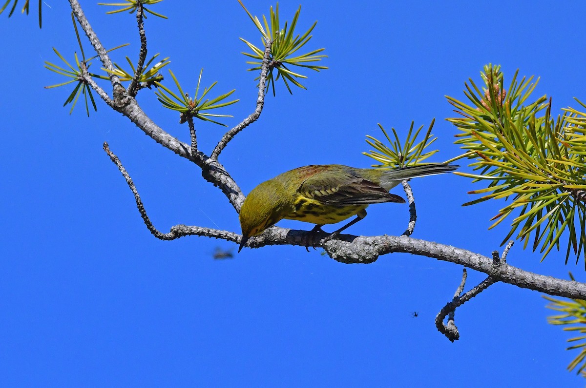 Prairie Warbler - Linda Scribner