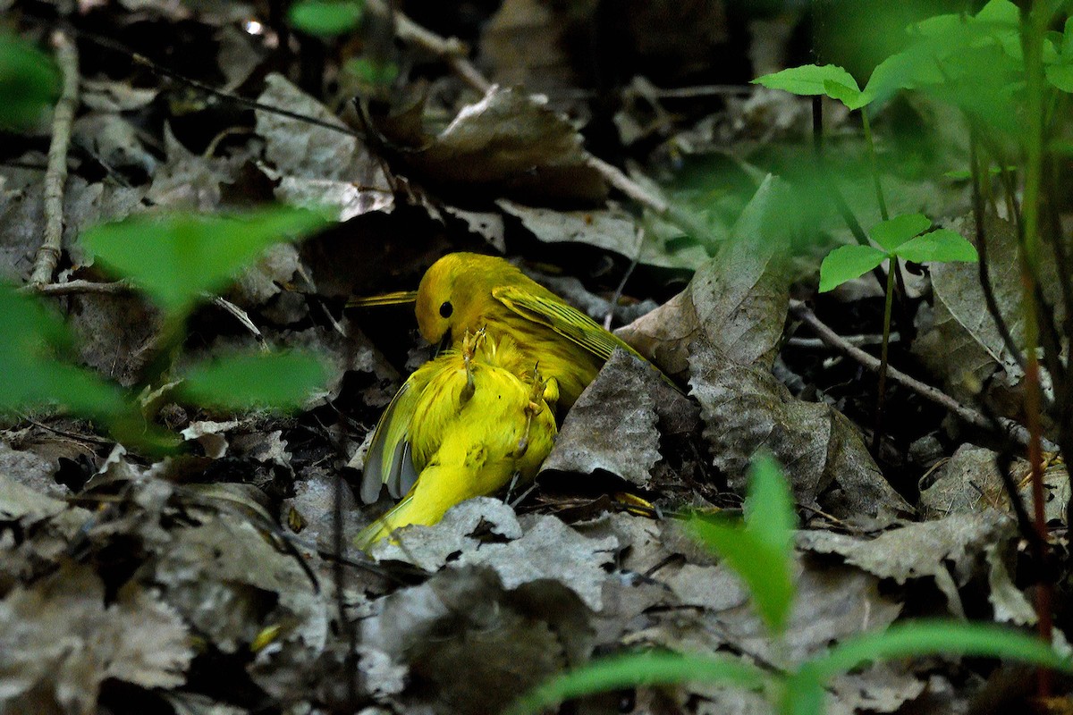 Yellow Warbler - Tom Long