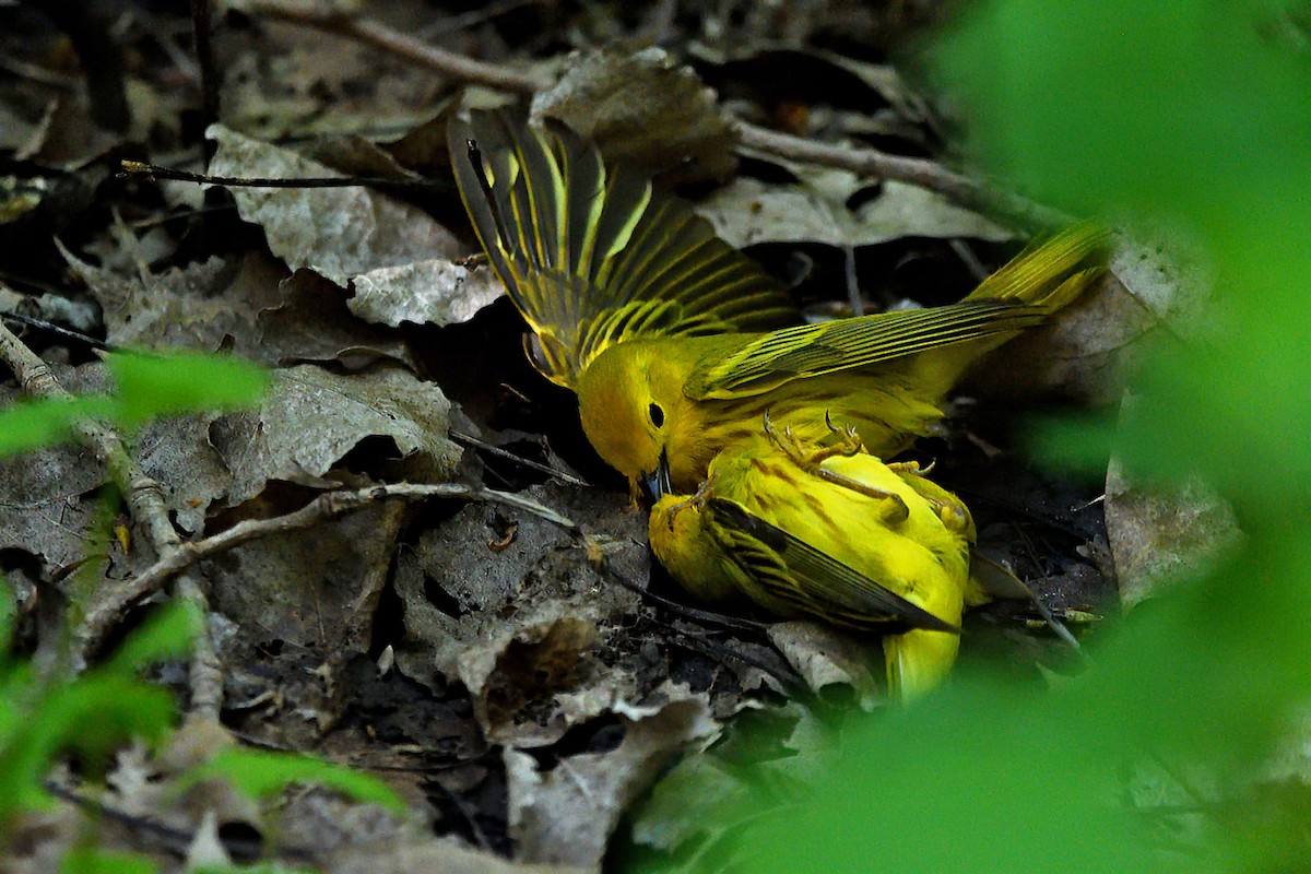 Yellow Warbler - Tom Long