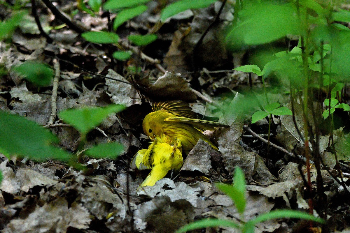 Yellow Warbler - Tom Long