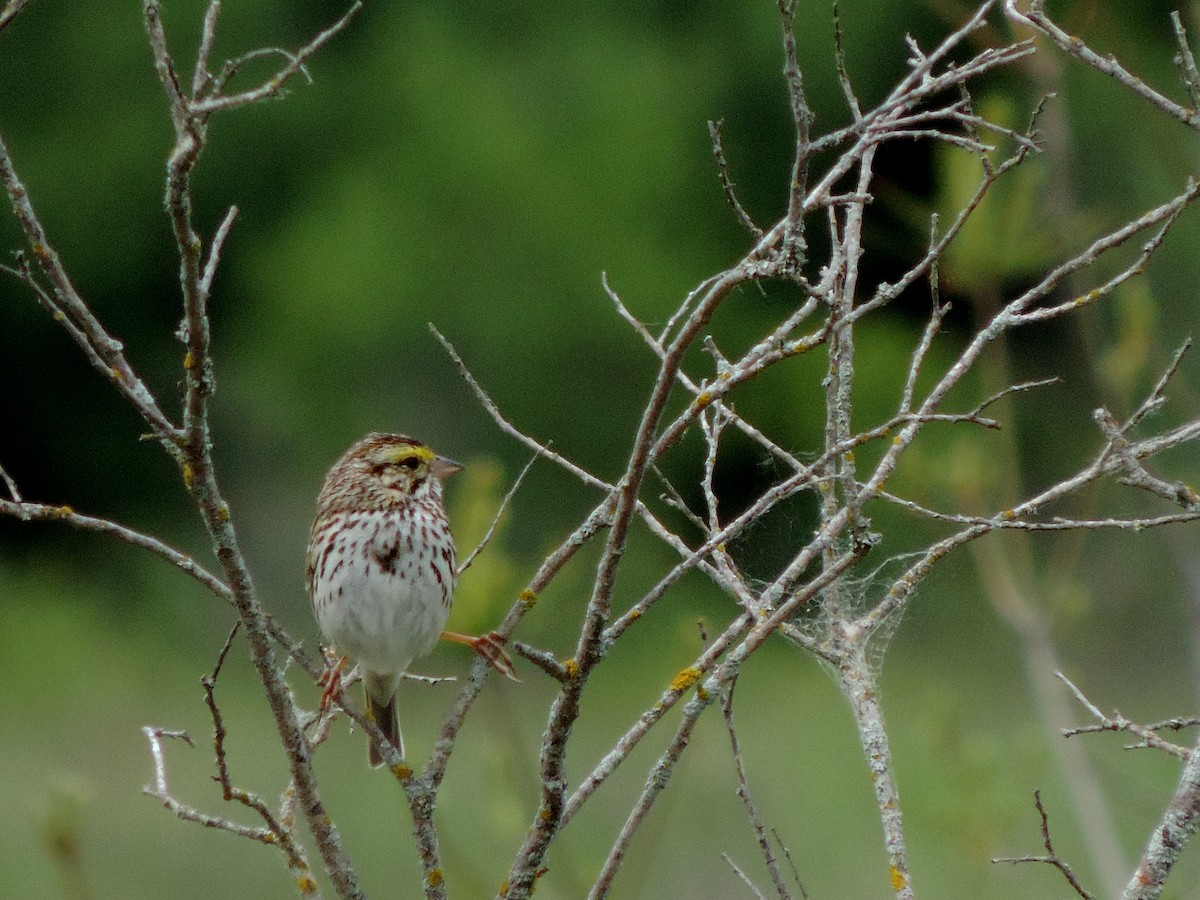 Savannah Sparrow - Jacob Lasci