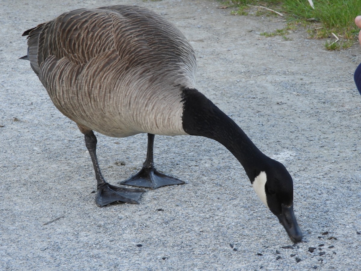 Canada Goose - Thomas Bürgi