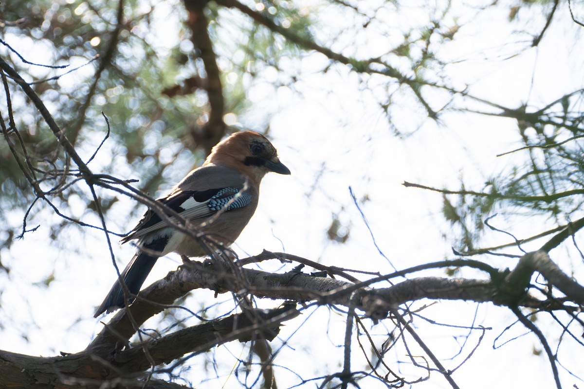 Eurasian Jay - Fran Kim