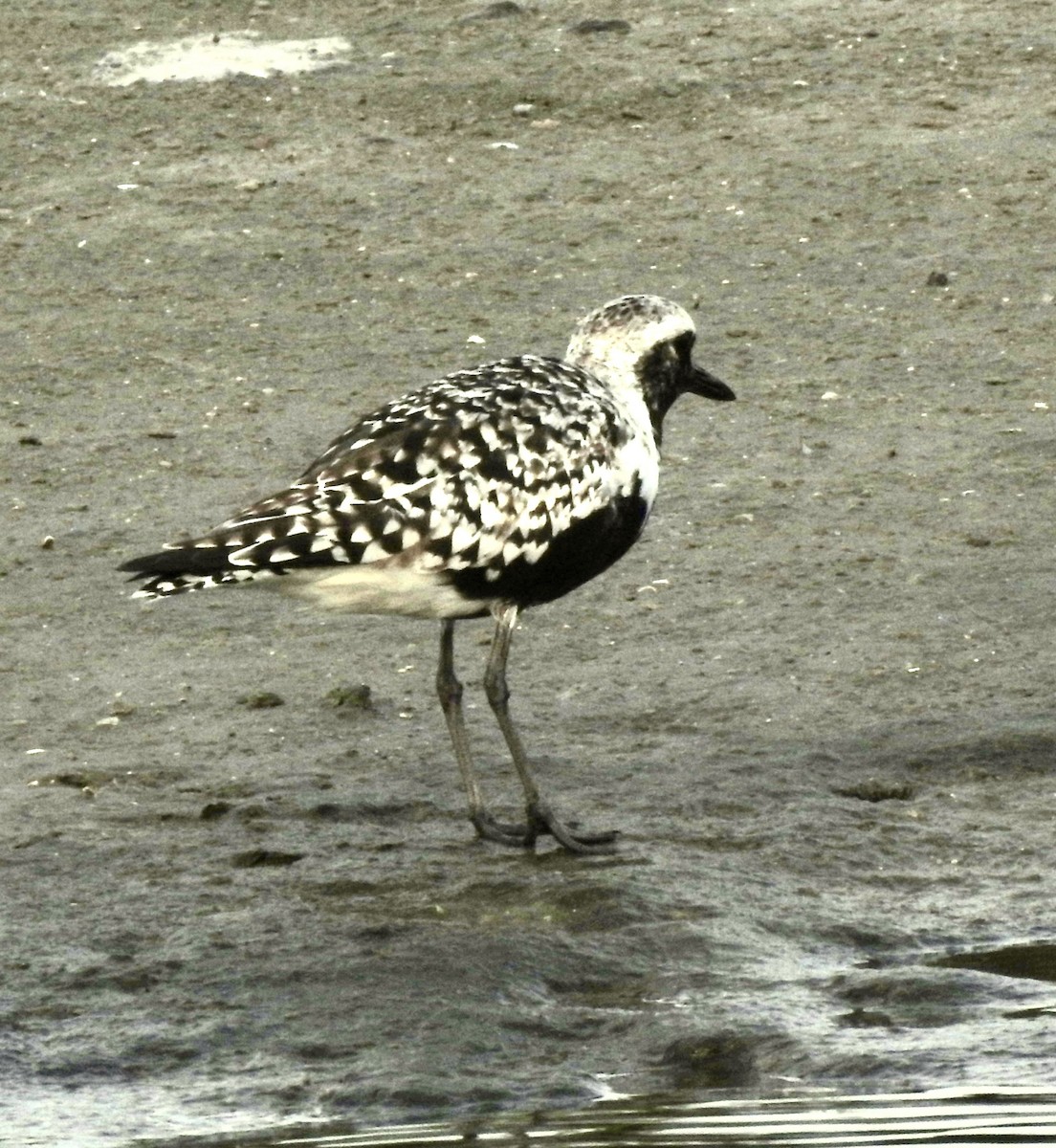 Black-bellied Plover - Laura Wilson