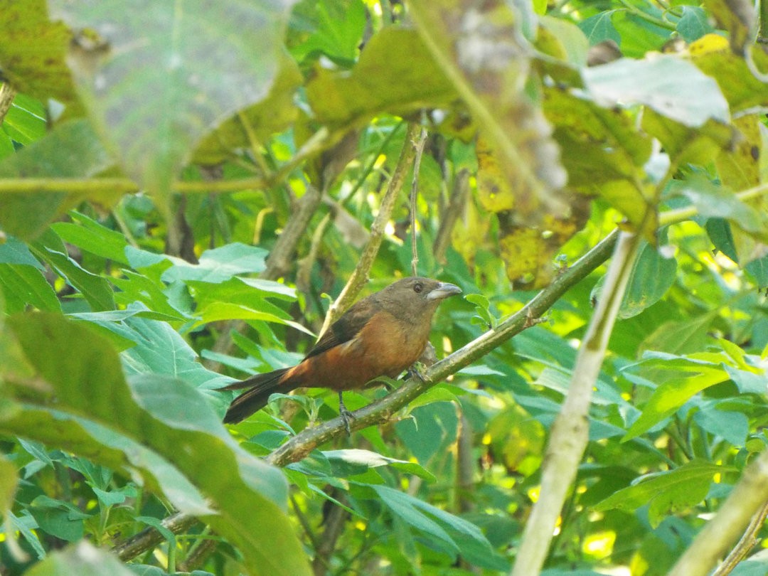 Brazilian Tanager - Henrique Heidi Horiyshi