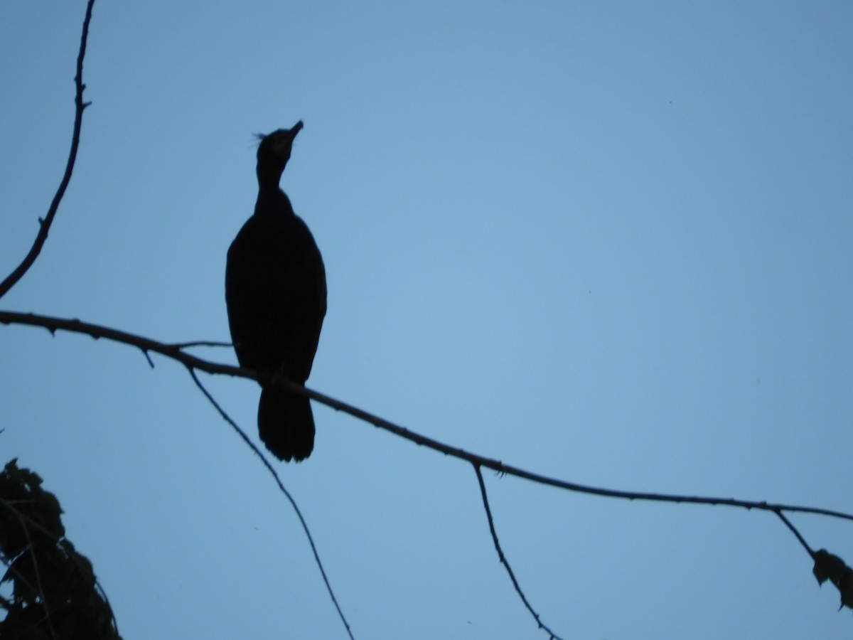 Double-crested Cormorant - Thomas Bürgi