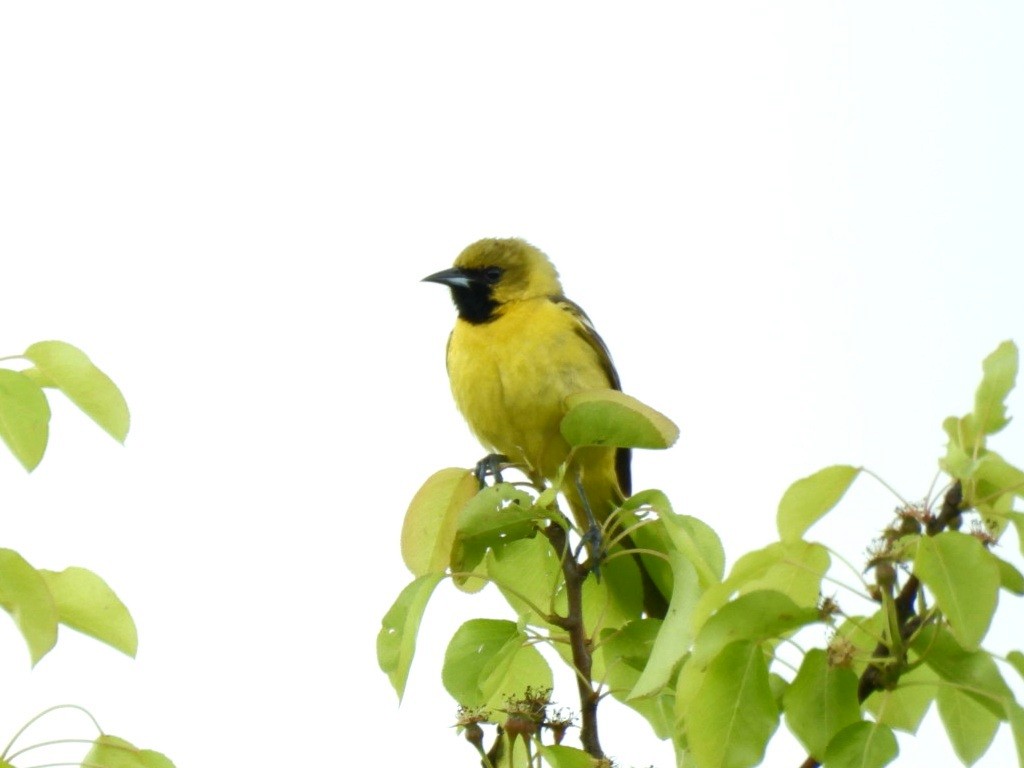 Orchard Oriole - william gray