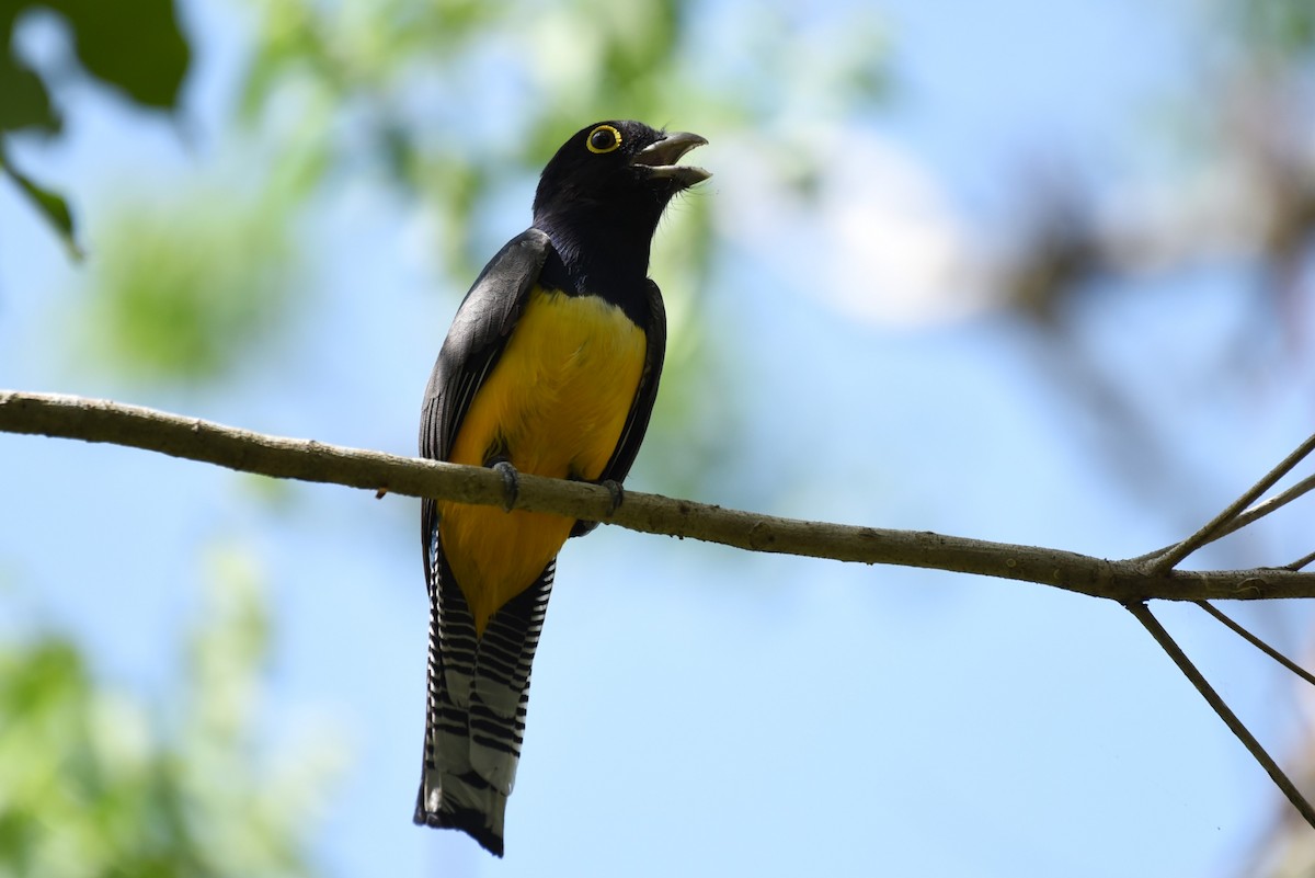 Gartered Trogon - Bruce Mast