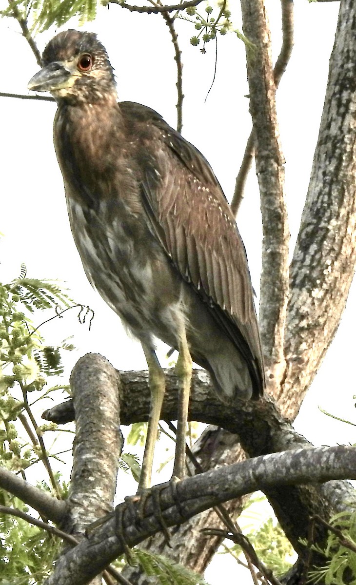 Yellow-crowned Night Heron - Laura Wilson