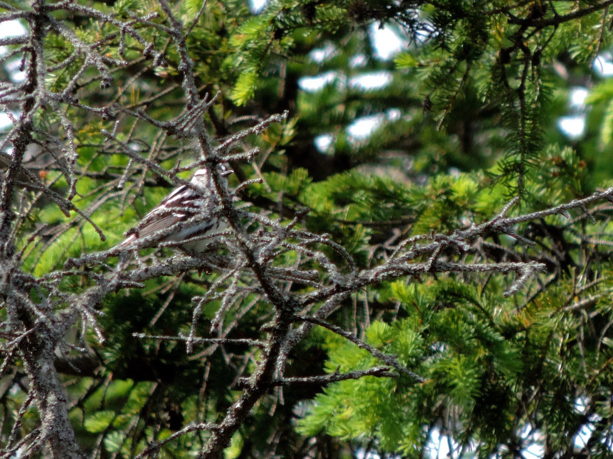 Black-and-white Warbler - Jacob Lasci