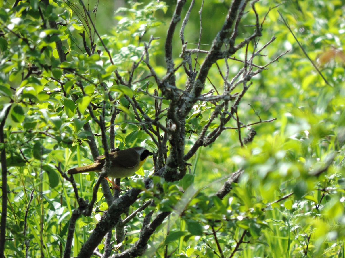 Common Yellowthroat - Jacob Lasci