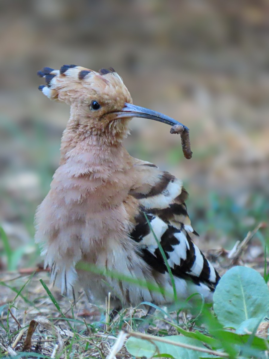 Eurasian Hoopoe - Dinis Nascimento