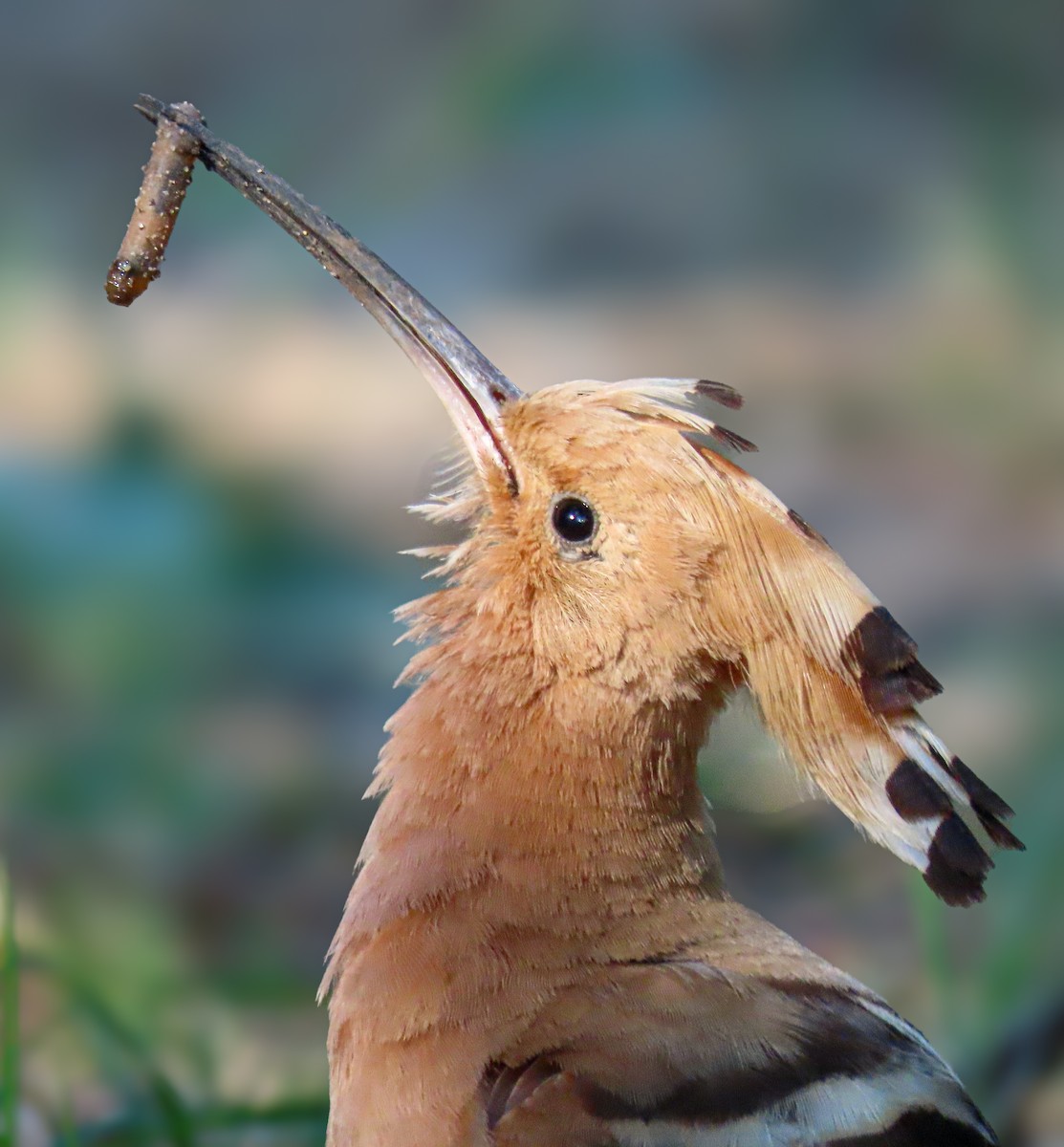 Eurasian Hoopoe - Dinis Nascimento