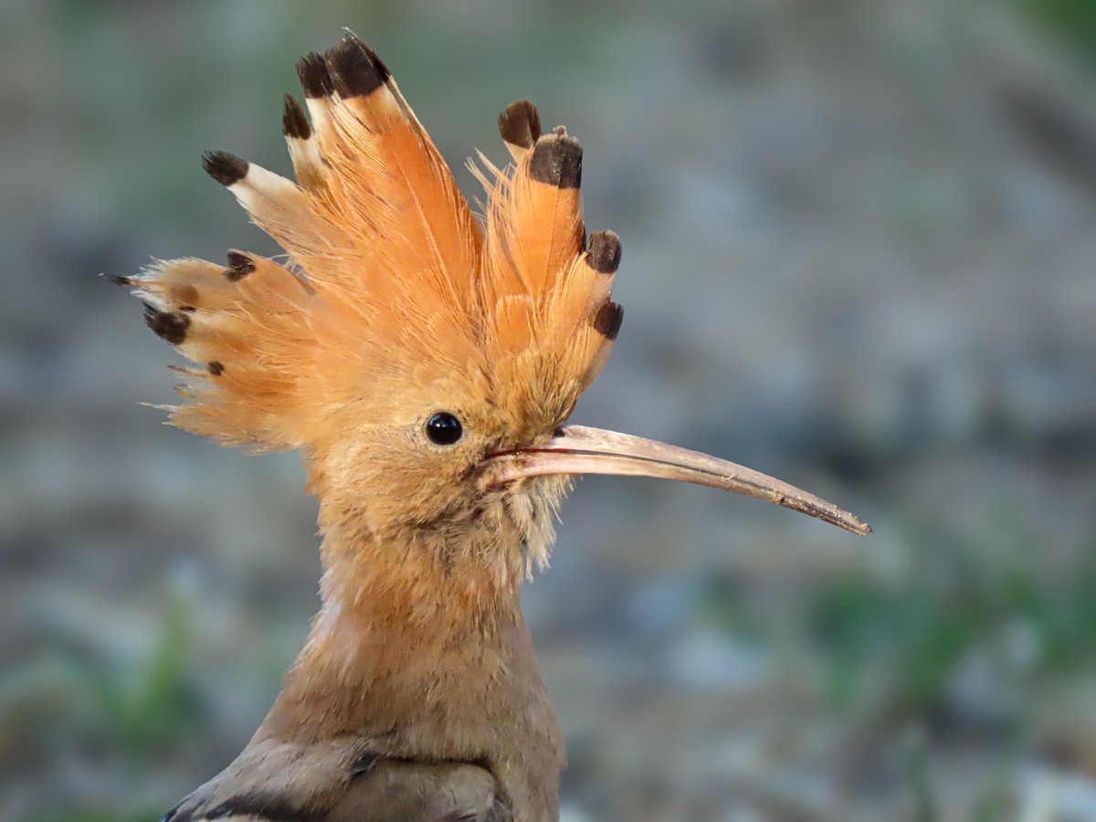 Eurasian Hoopoe - Dinis Nascimento