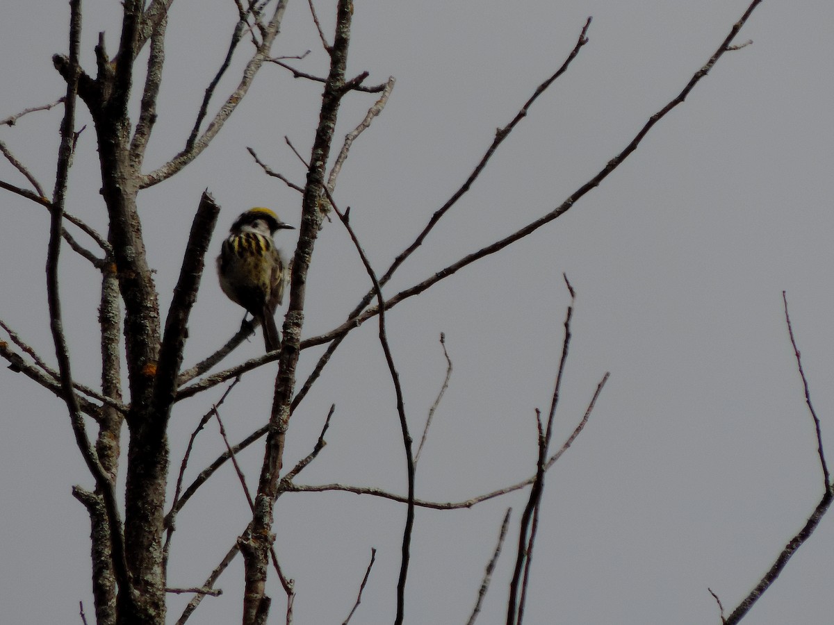 Chestnut-sided Warbler - Jacob Lasci