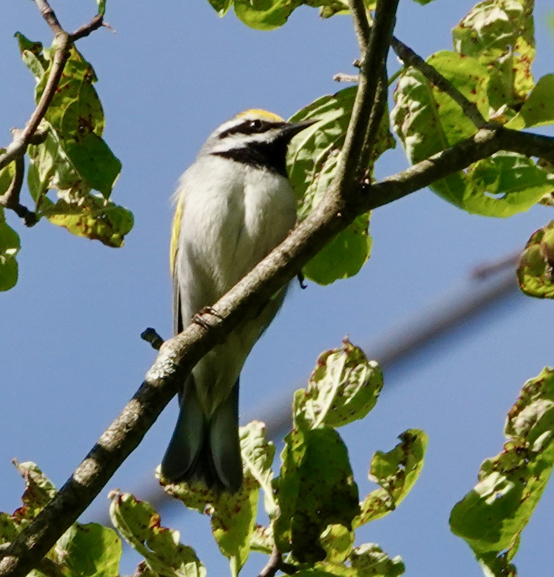 Golden-winged Warbler - ML619593881