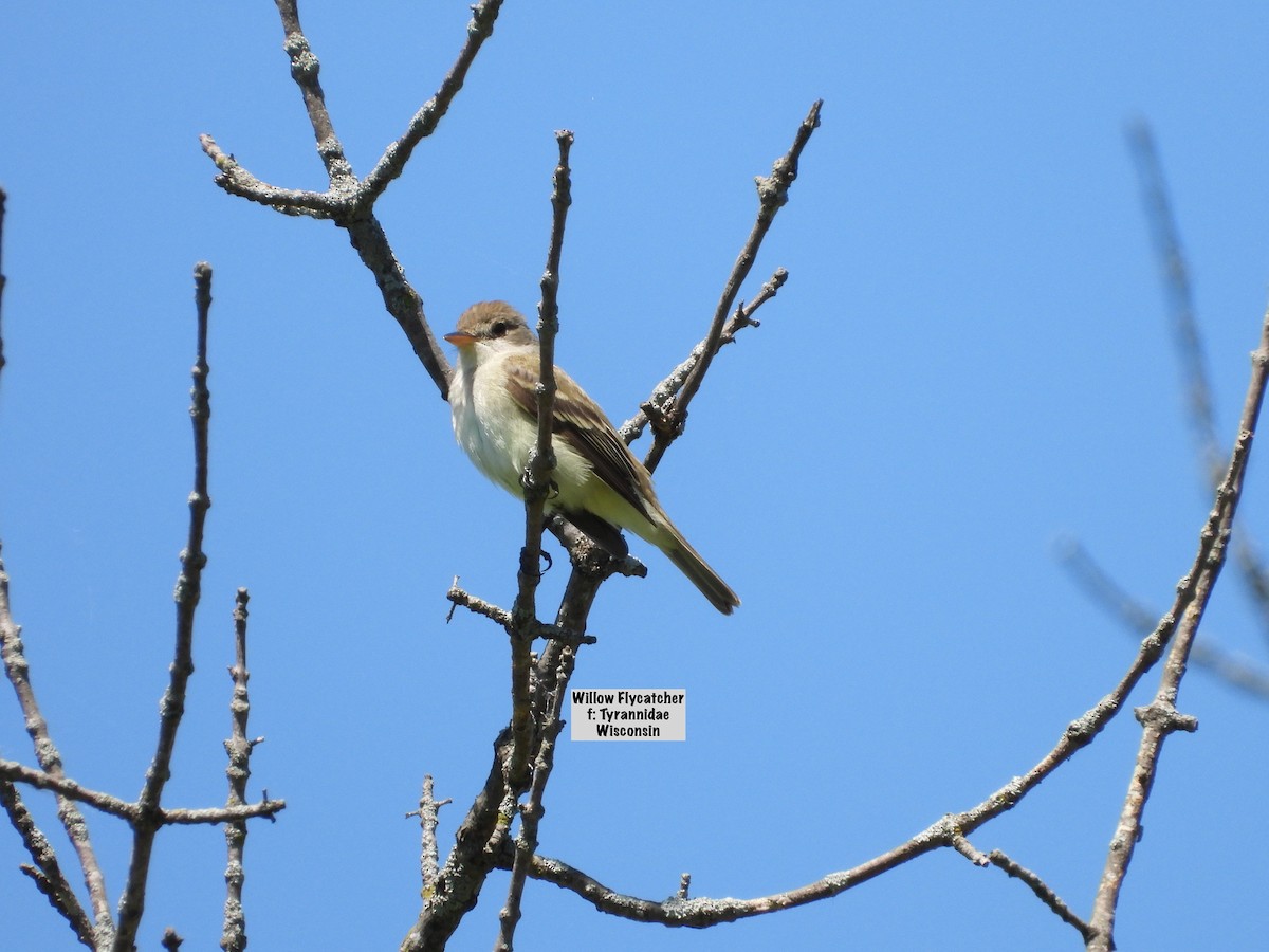 Willow Flycatcher - ML619593882