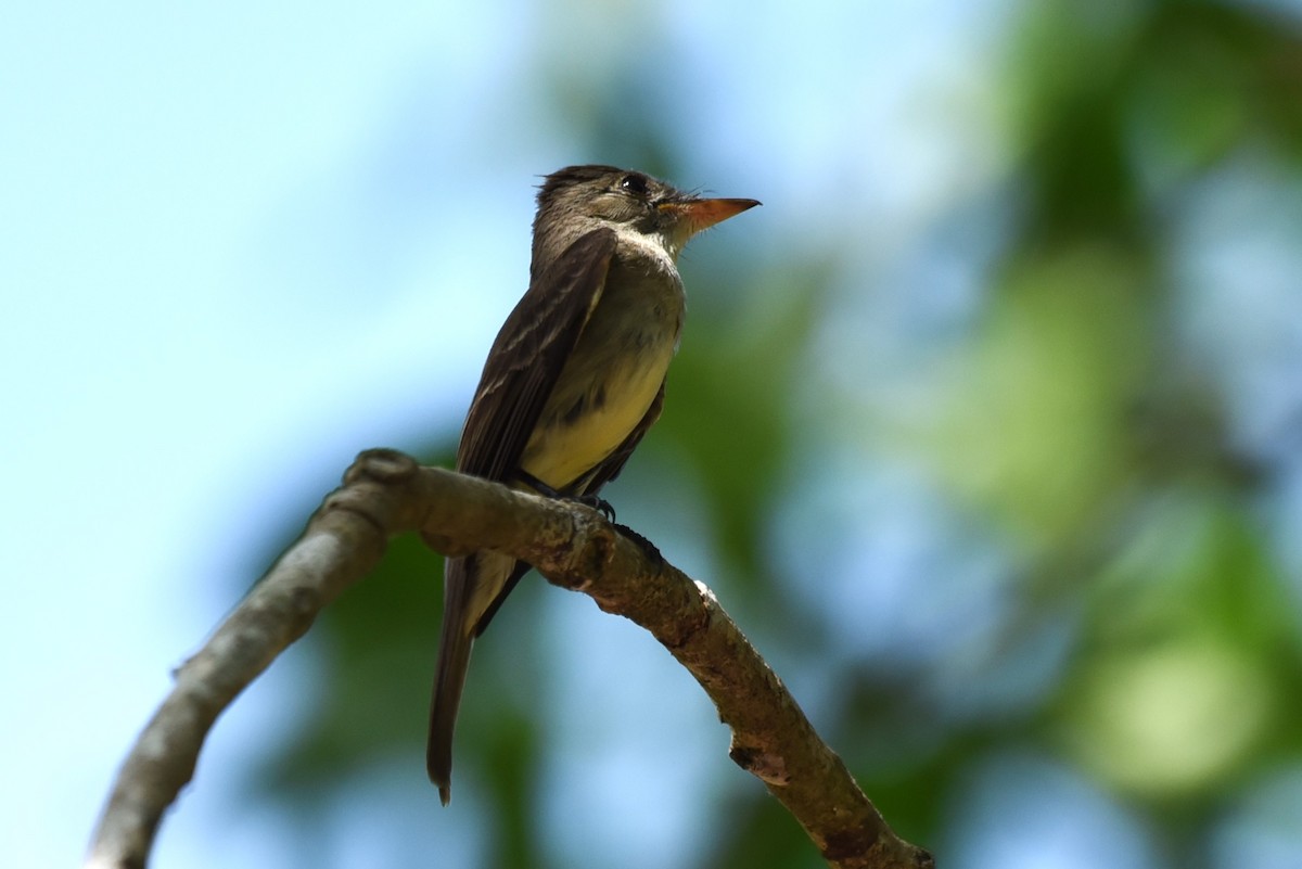 Northern Tropical Pewee - Bruce Mast