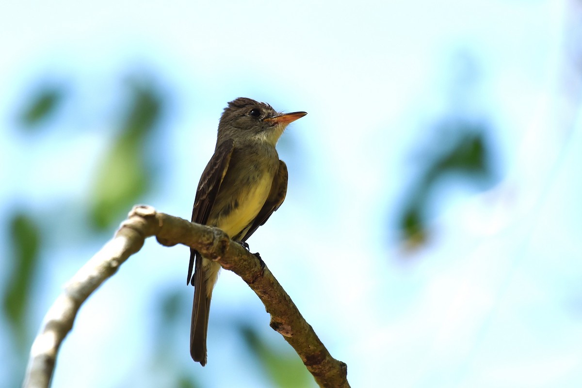 Northern Tropical Pewee - Bruce Mast