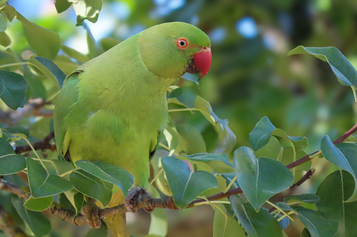 Rose-ringed Parakeet - Dinis Nascimento