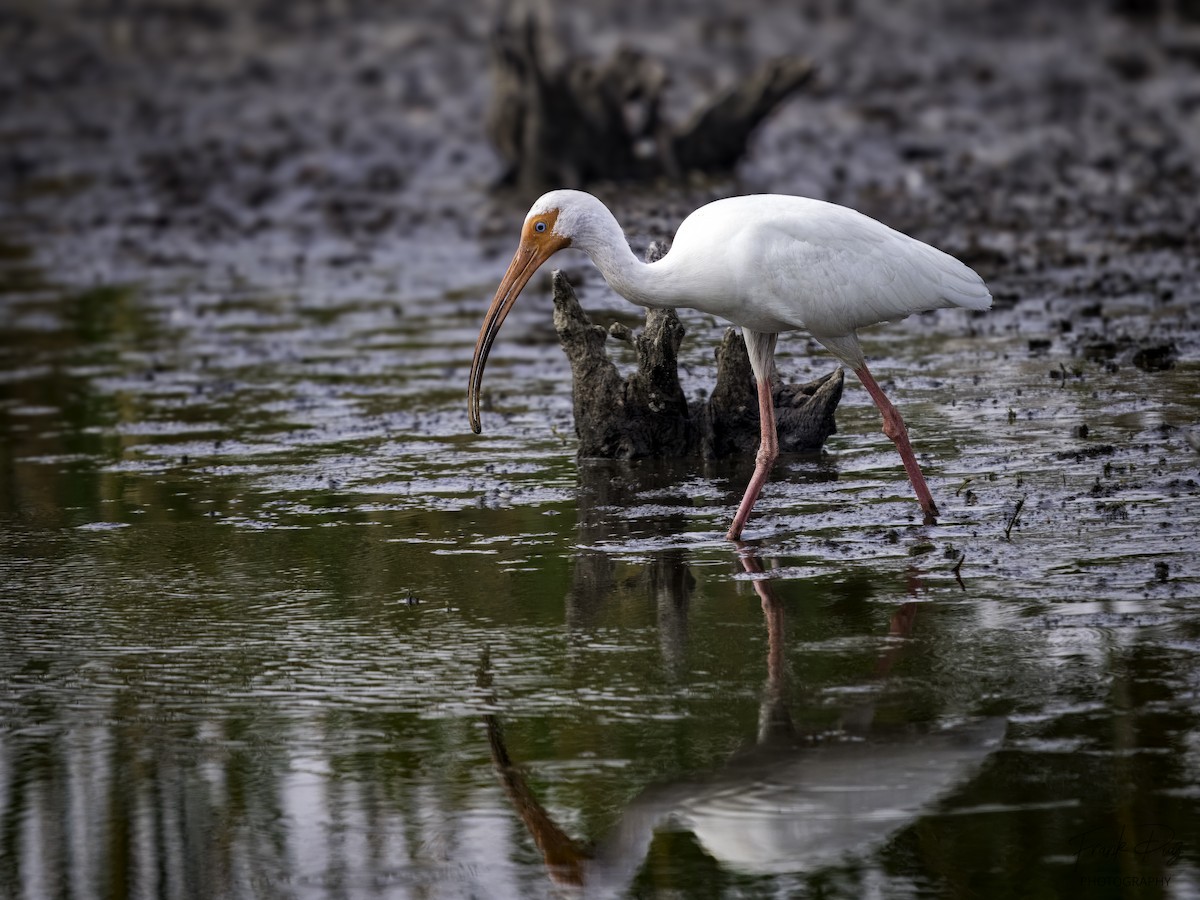 White Ibis - Frank Diaz