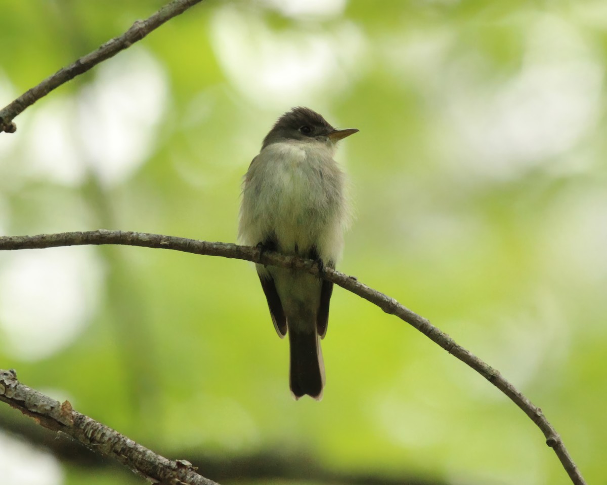 Eastern Wood-Pewee - Ronnie Van Dommelen