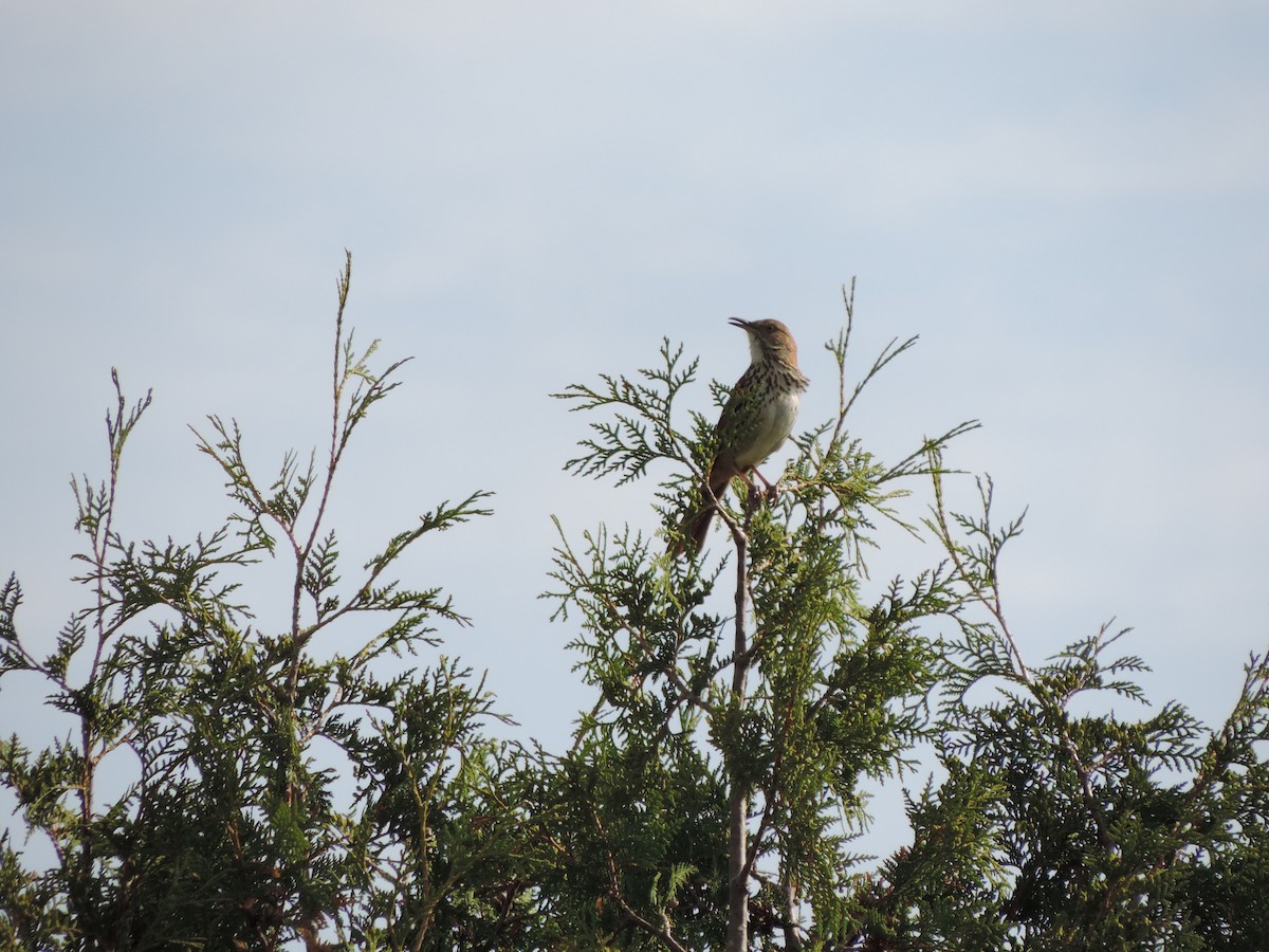 Brown Thrasher - Jacob Lasci