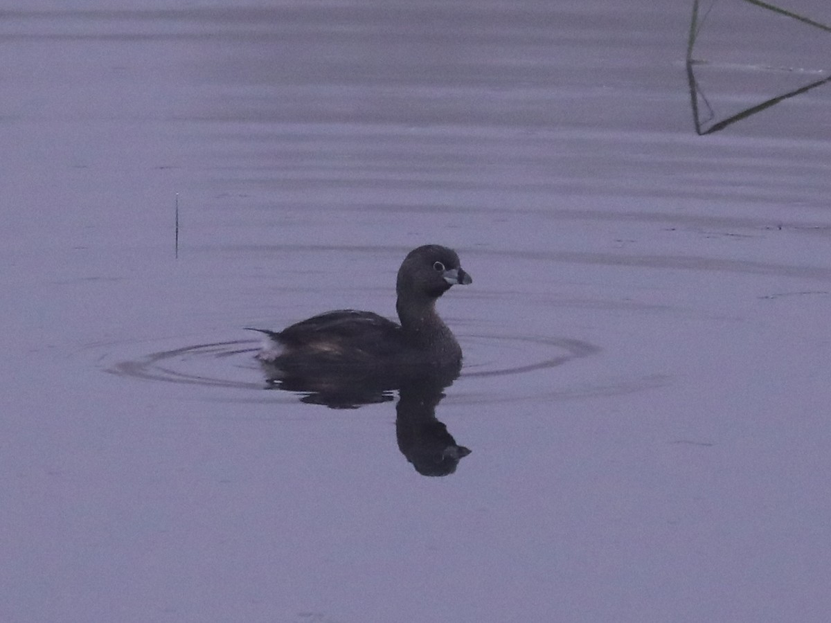 Pied-billed Grebe - Daniel Hinnebusch