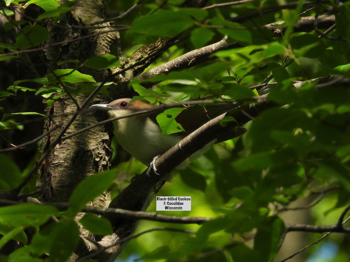 Black-billed Cuckoo - ML619593901