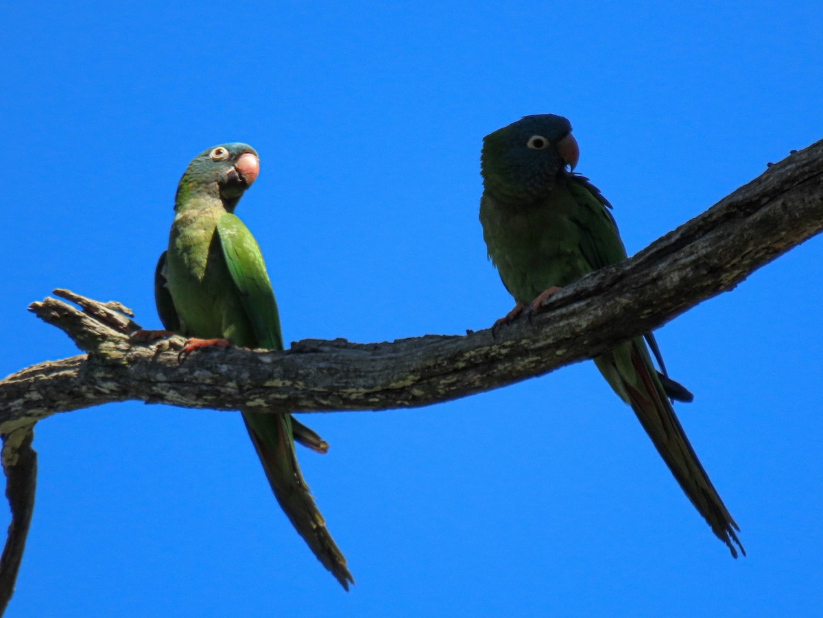 Blue-crowned Parakeet - ML619593902