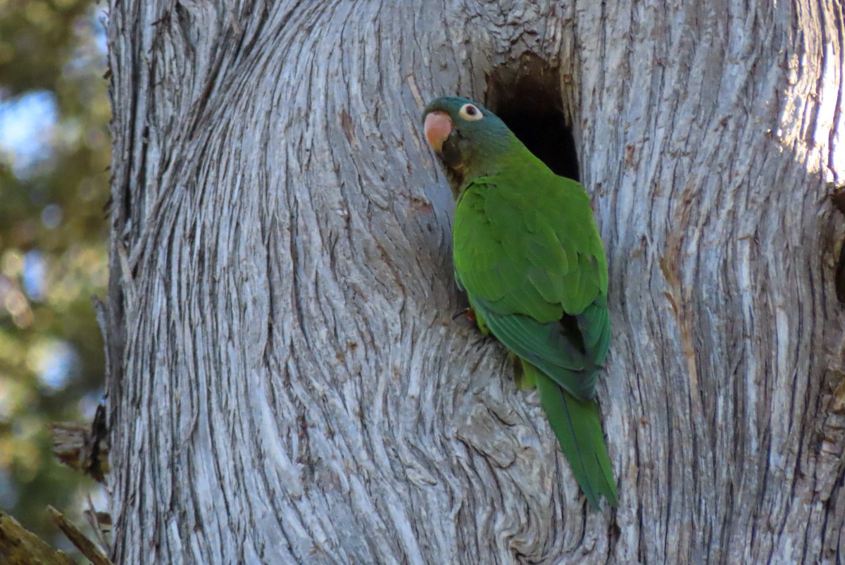 Blue-crowned Parakeet - Dinis Nascimento