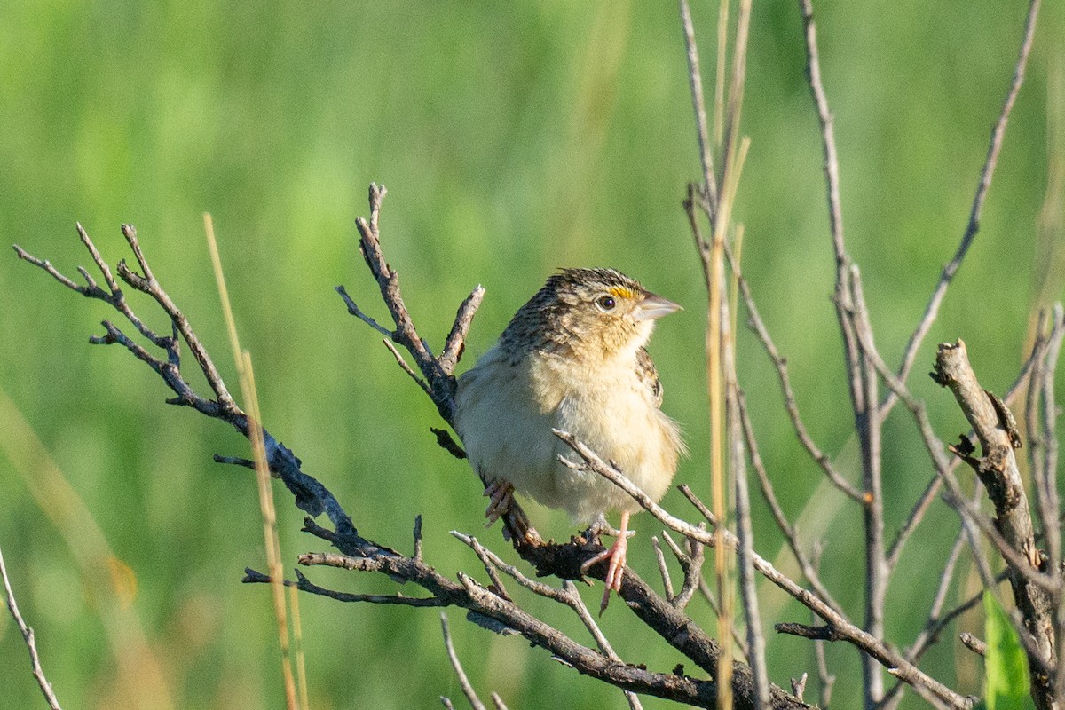 Grasshopper Sparrow - ML619593904