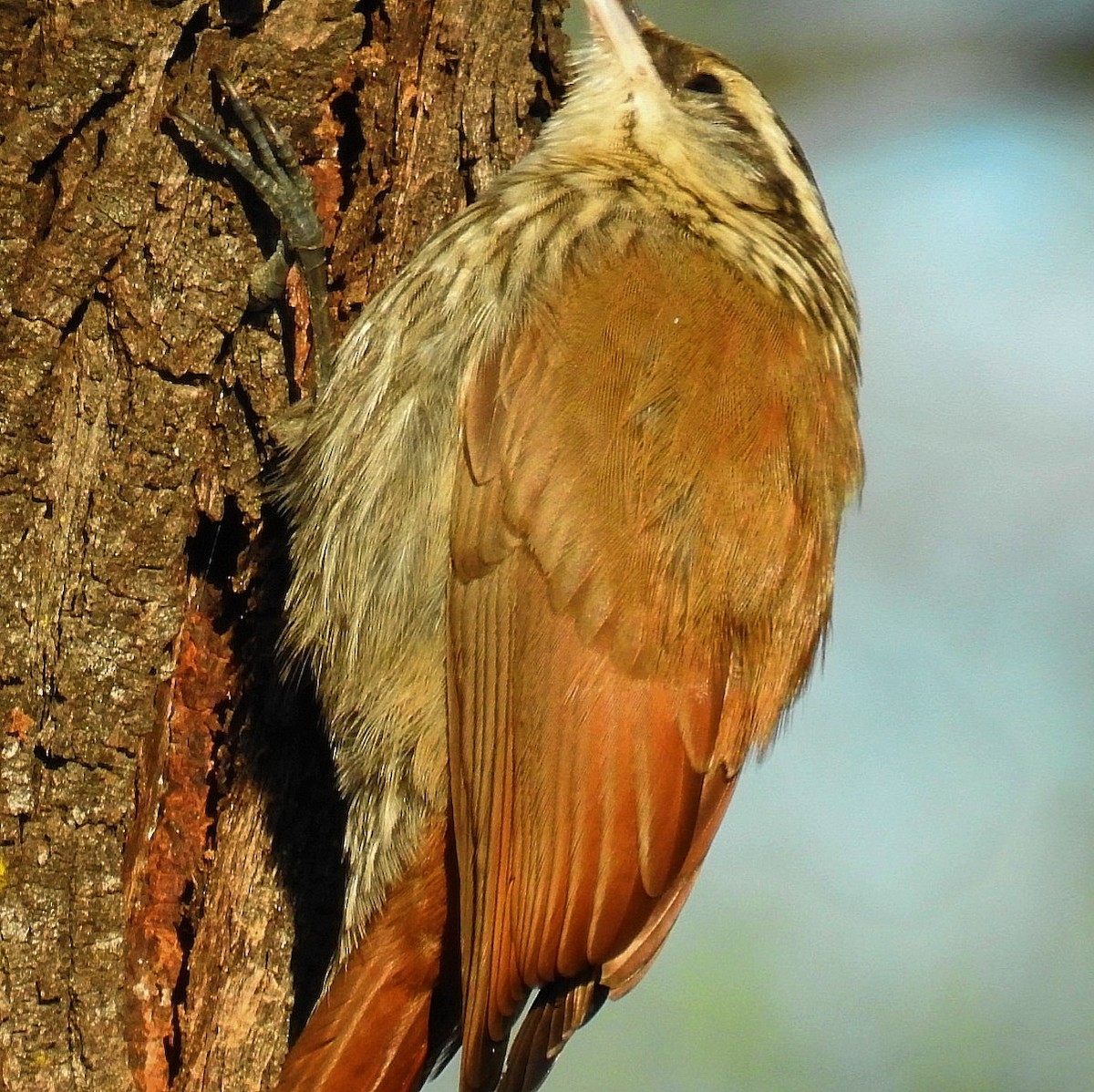 Narrow-billed Woodcreeper - ML619593907