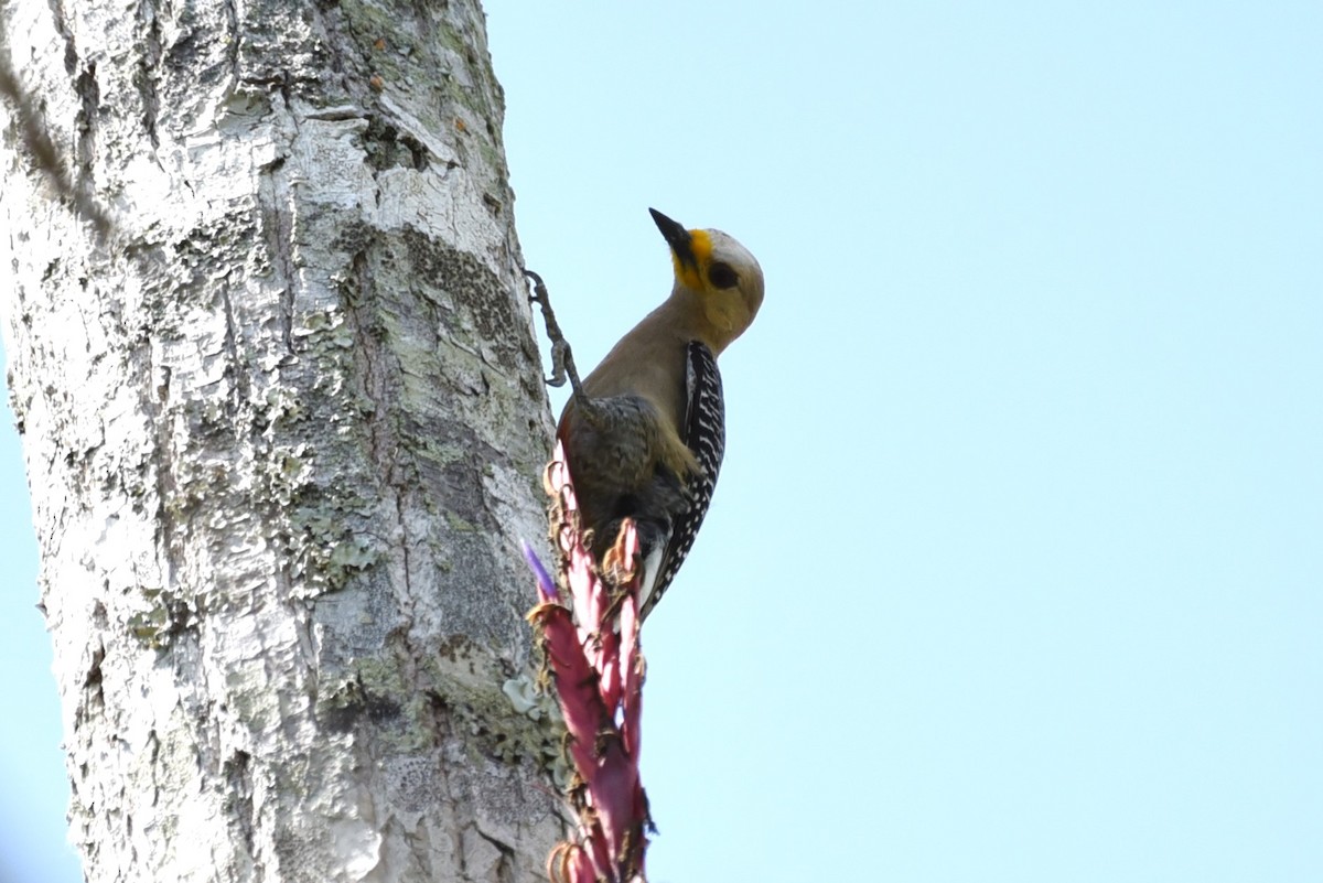 Yucatan Woodpecker - Bruce Mast