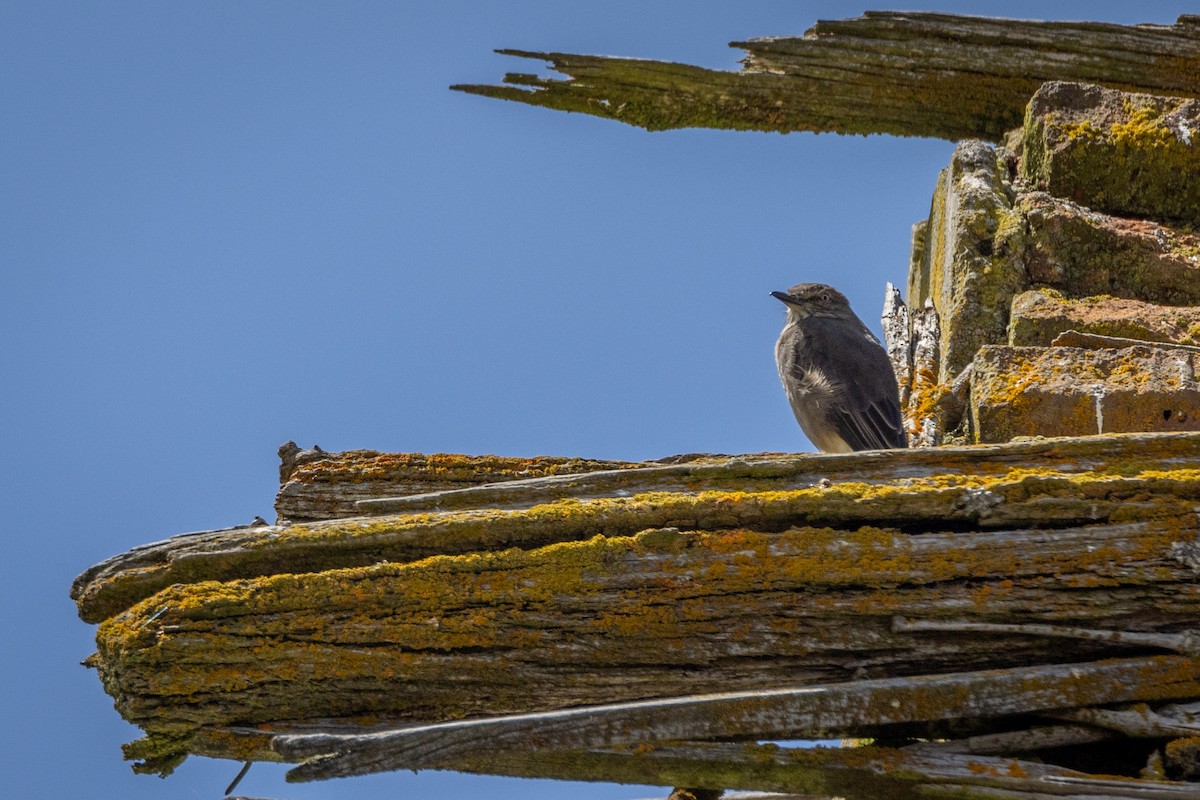 Black-billed Shrike-Tyrant - Susan Brickner-Wren