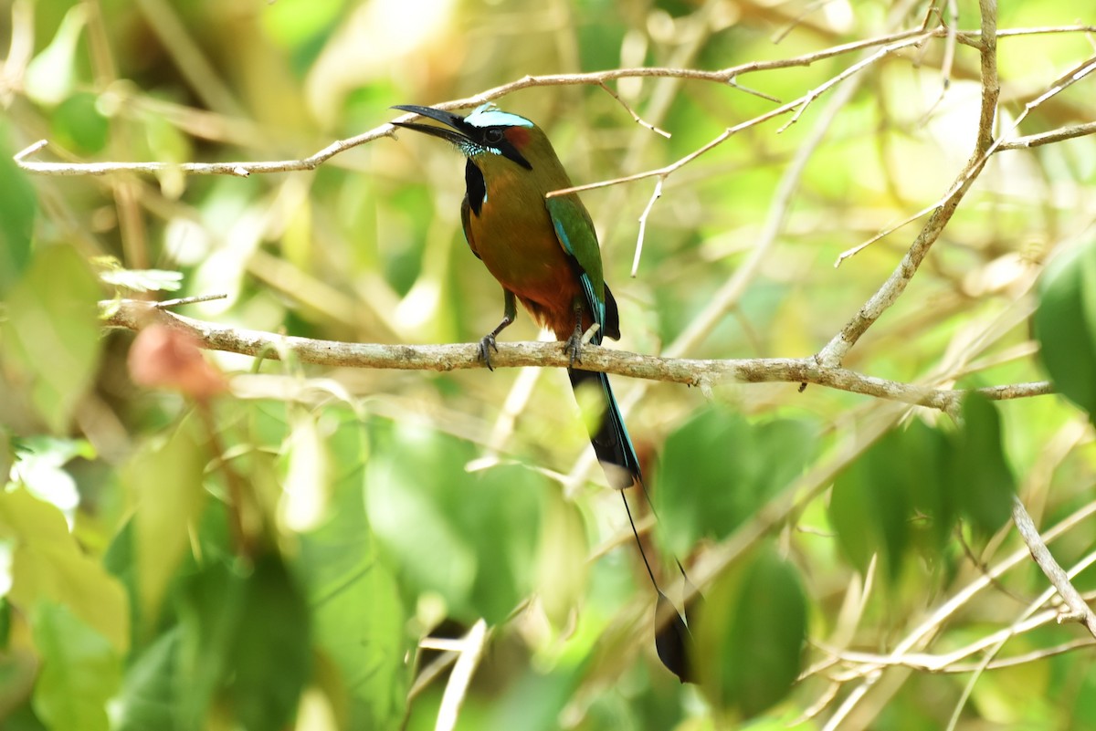 Turquoise-browed Motmot - Bruce Mast