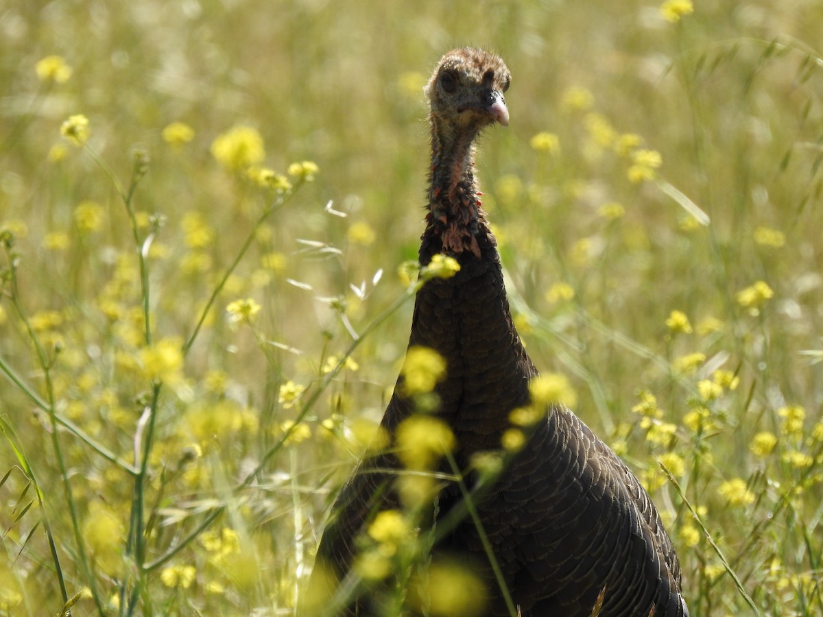 Wild Turkey - Ning Sun