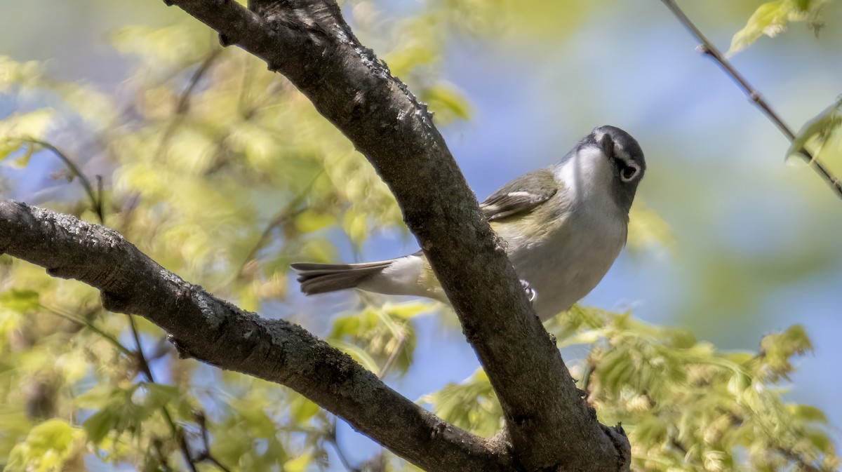 Blue-headed Vireo - Carolyn Bennett