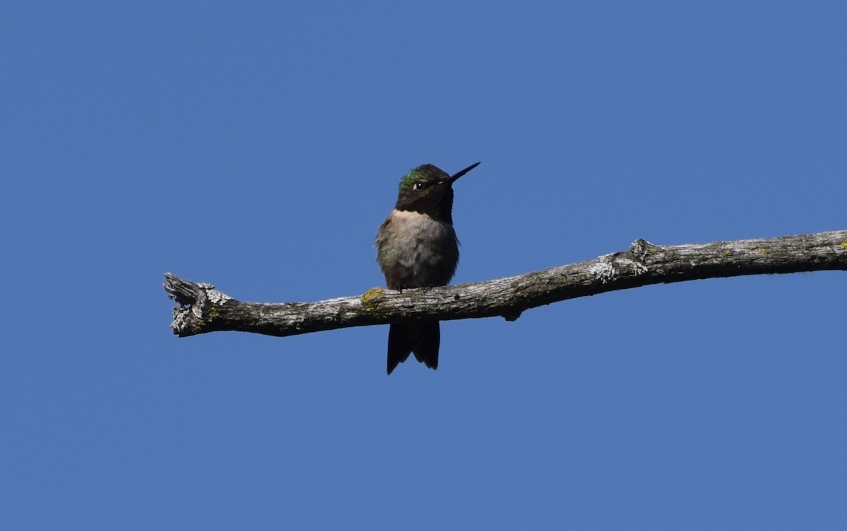Ruby-throated Hummingbird - Henri Ouellet
