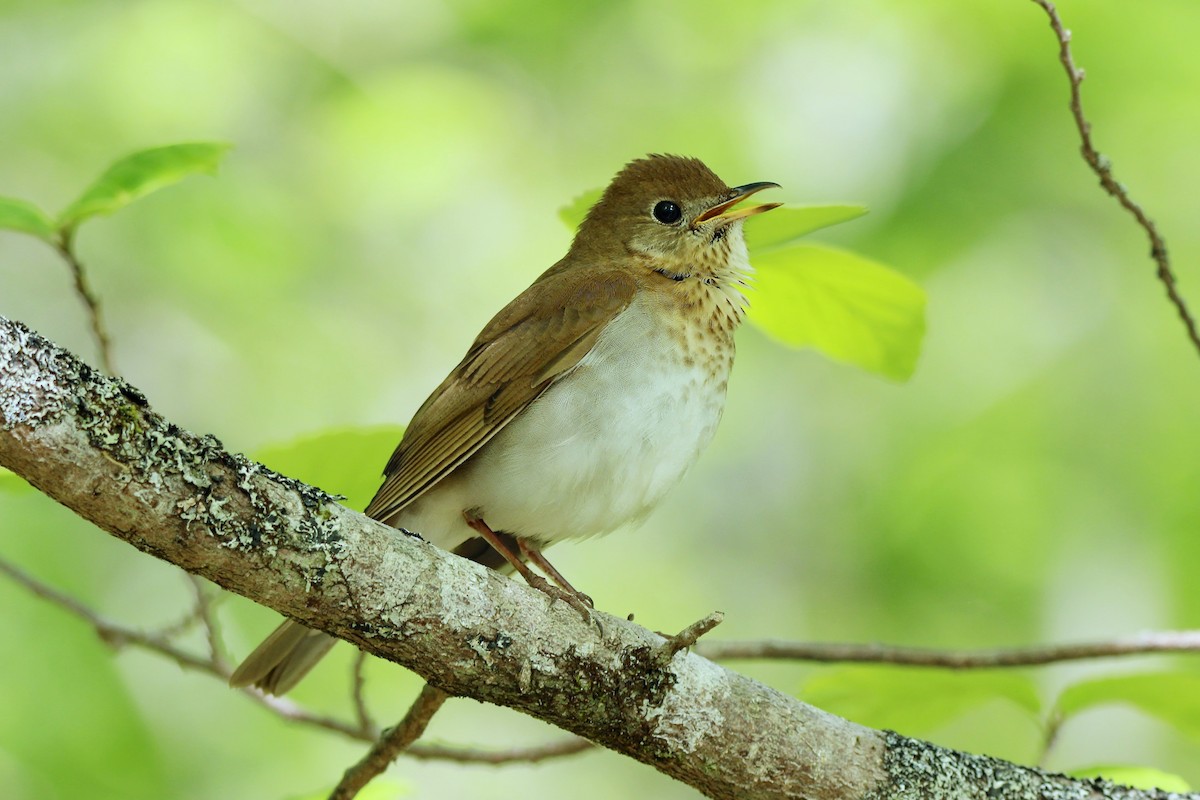 Veery - Ronnie Van Dommelen