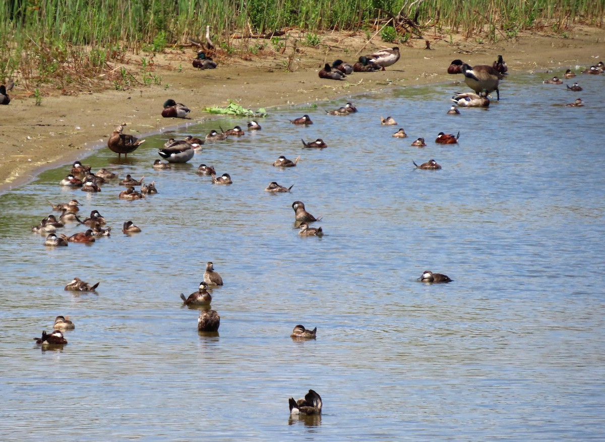 Ruddy Duck - Lala A