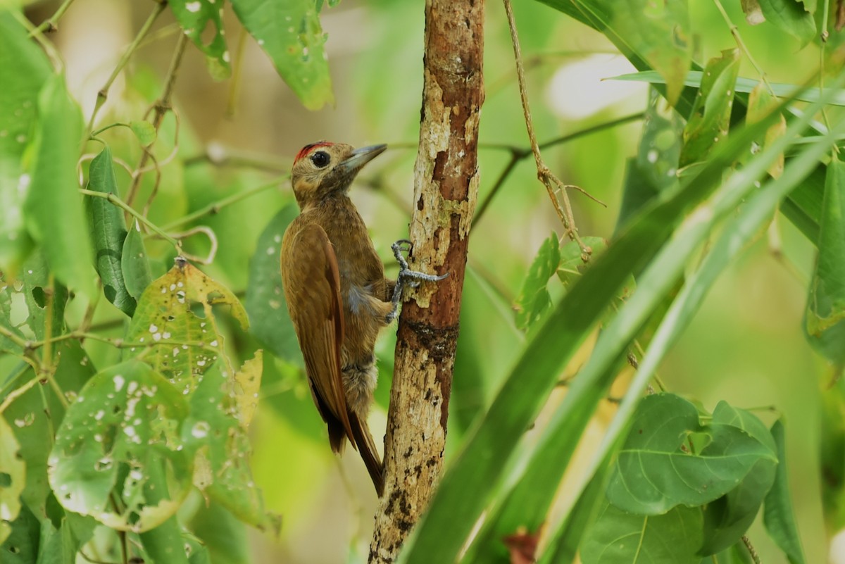 Smoky-brown Woodpecker - Bruce Mast