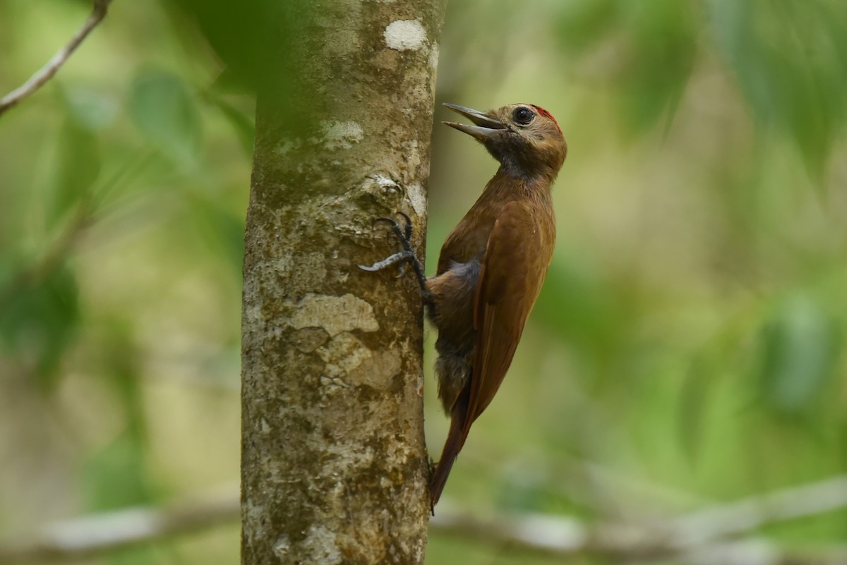 Smoky-brown Woodpecker - Bruce Mast