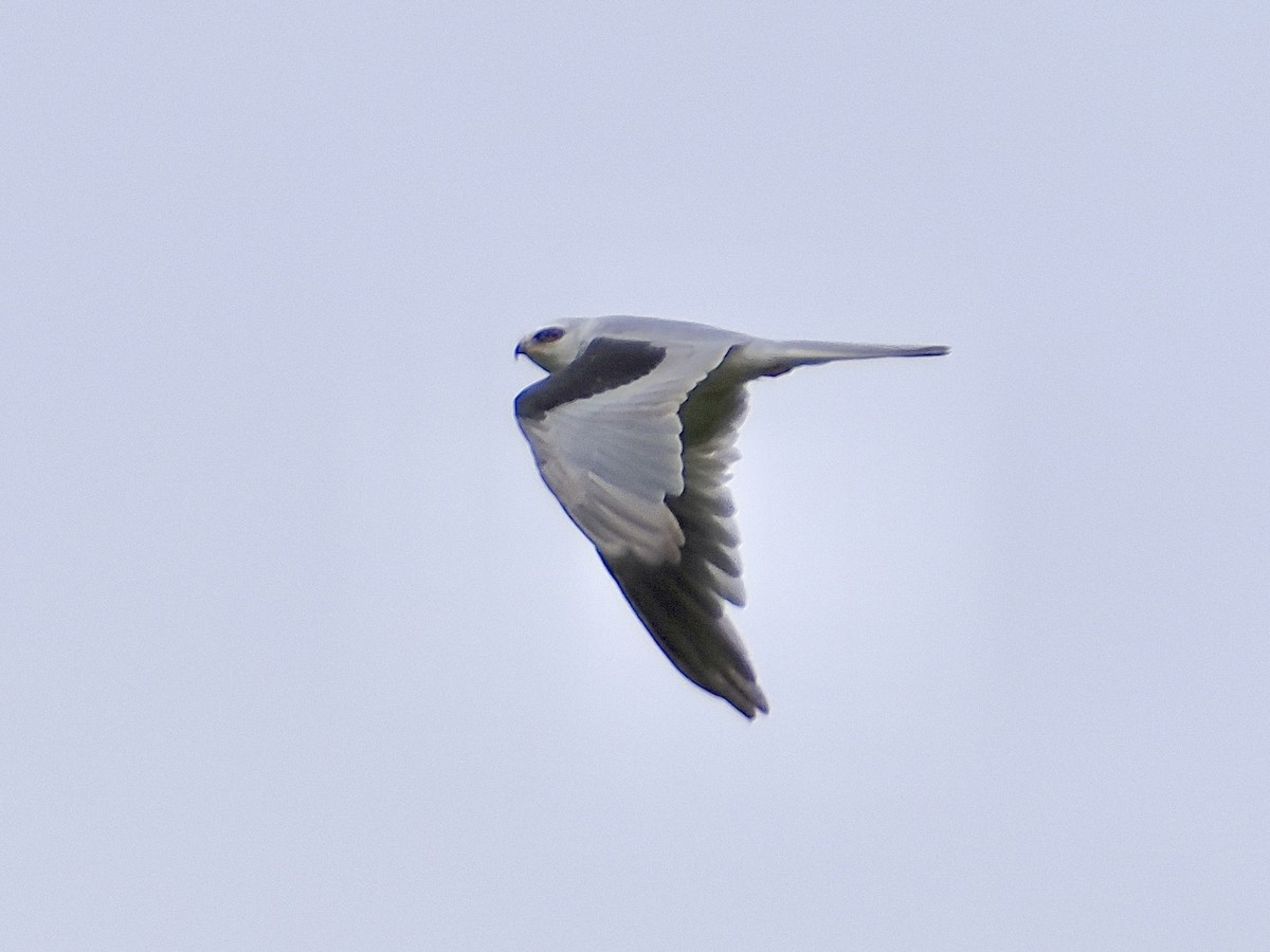 White-tailed Kite - Isa Dav