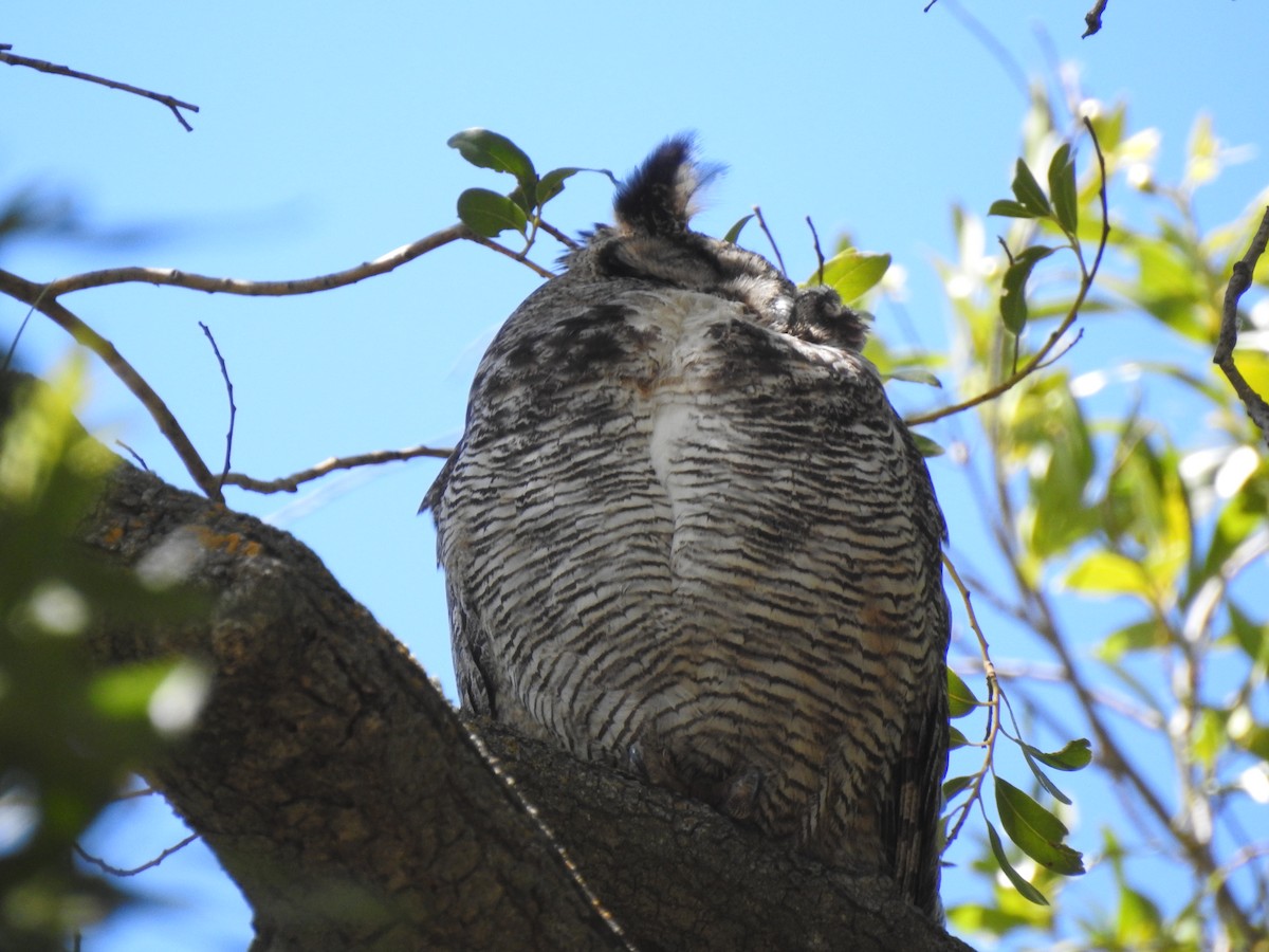 Great Horned Owl - Ning Sun