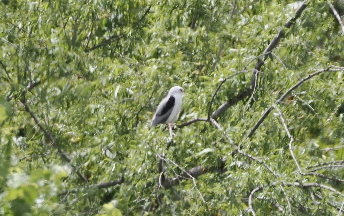 White-tailed Kite - Isa Dav