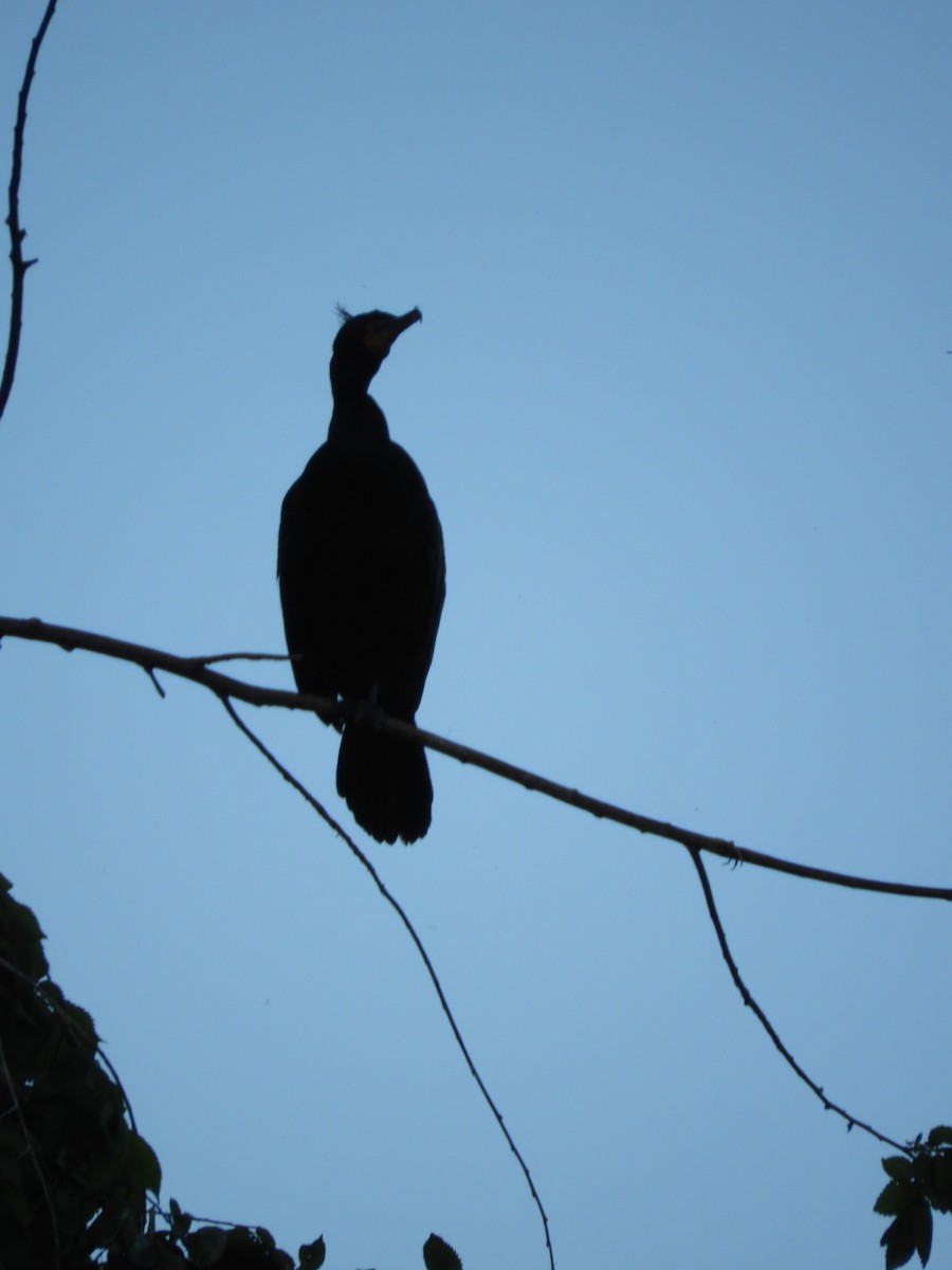 Double-crested Cormorant - Thomas Bürgi